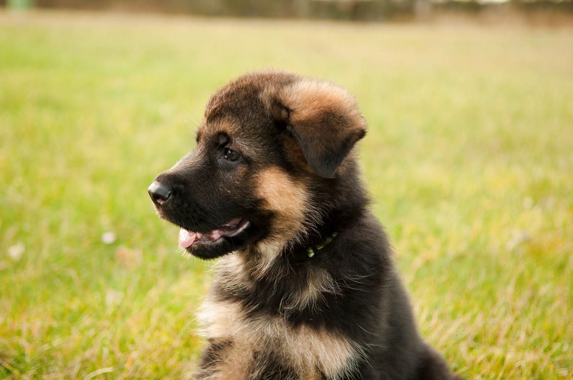 Schæferhund Dexter billede 2