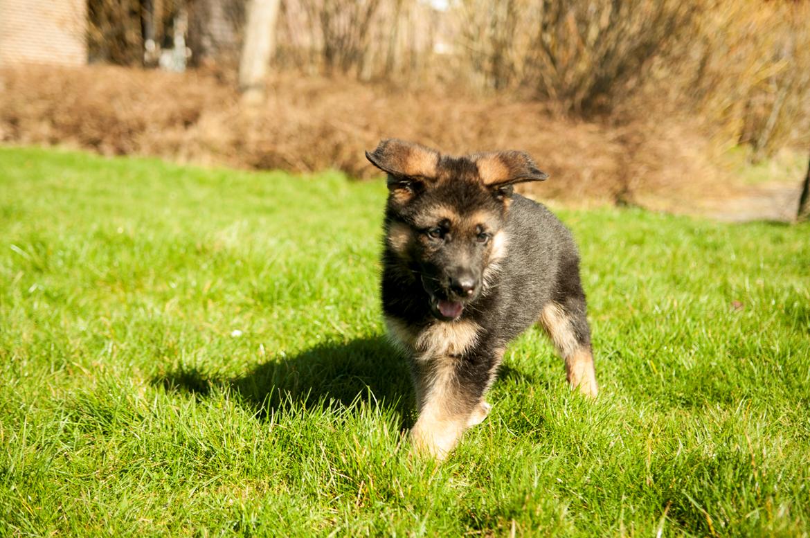 Schæferhund Dexter billede 4