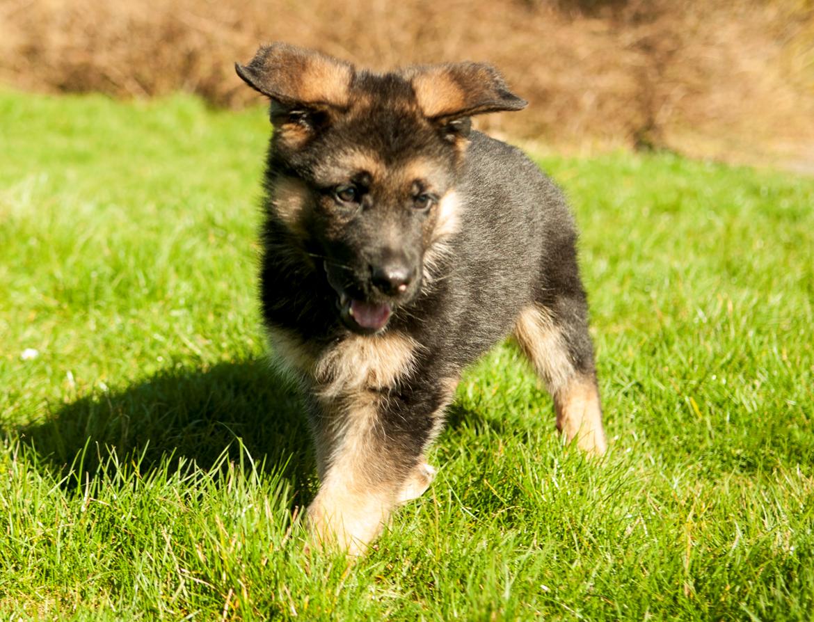 Schæferhund Dexter billede 5