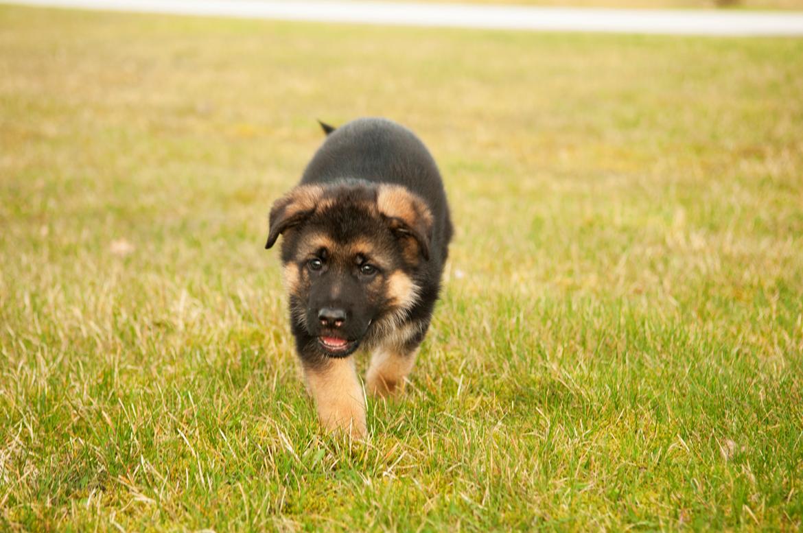 Schæferhund Dexter billede 3