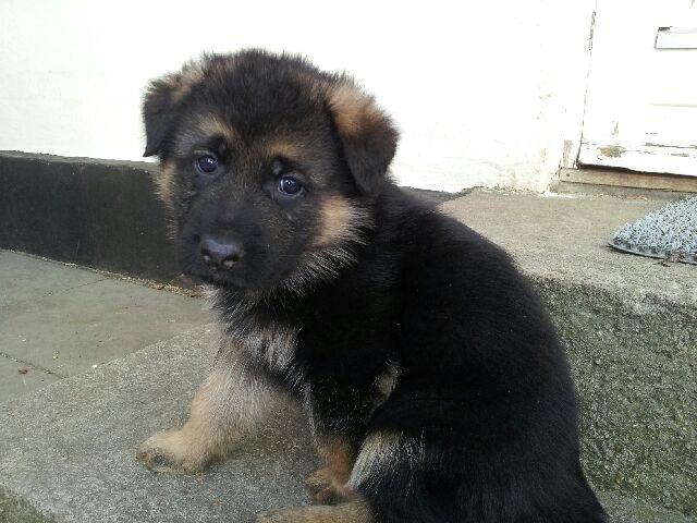 Schæferhund Dexter billede 6