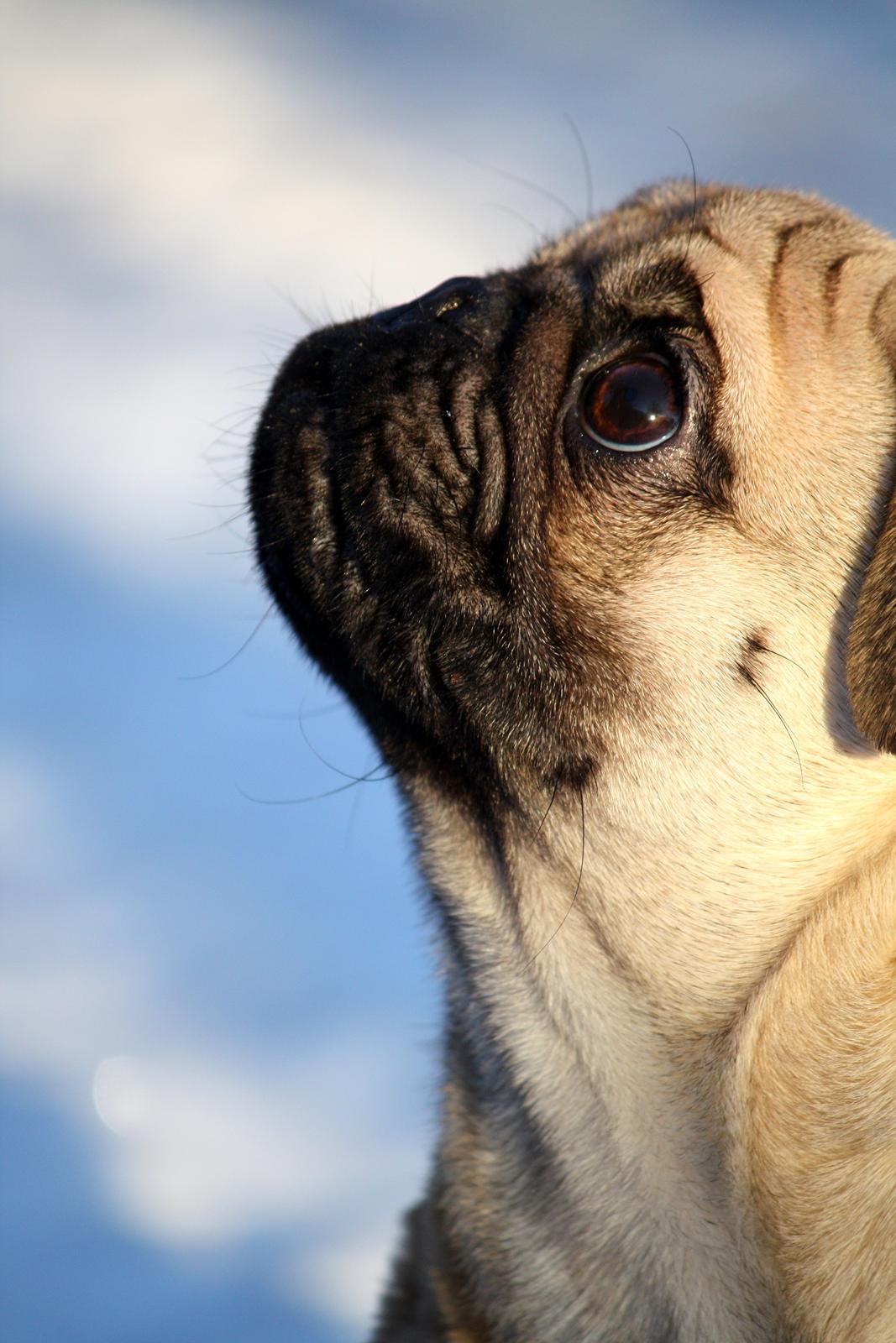 Mops Jobbe billede 42