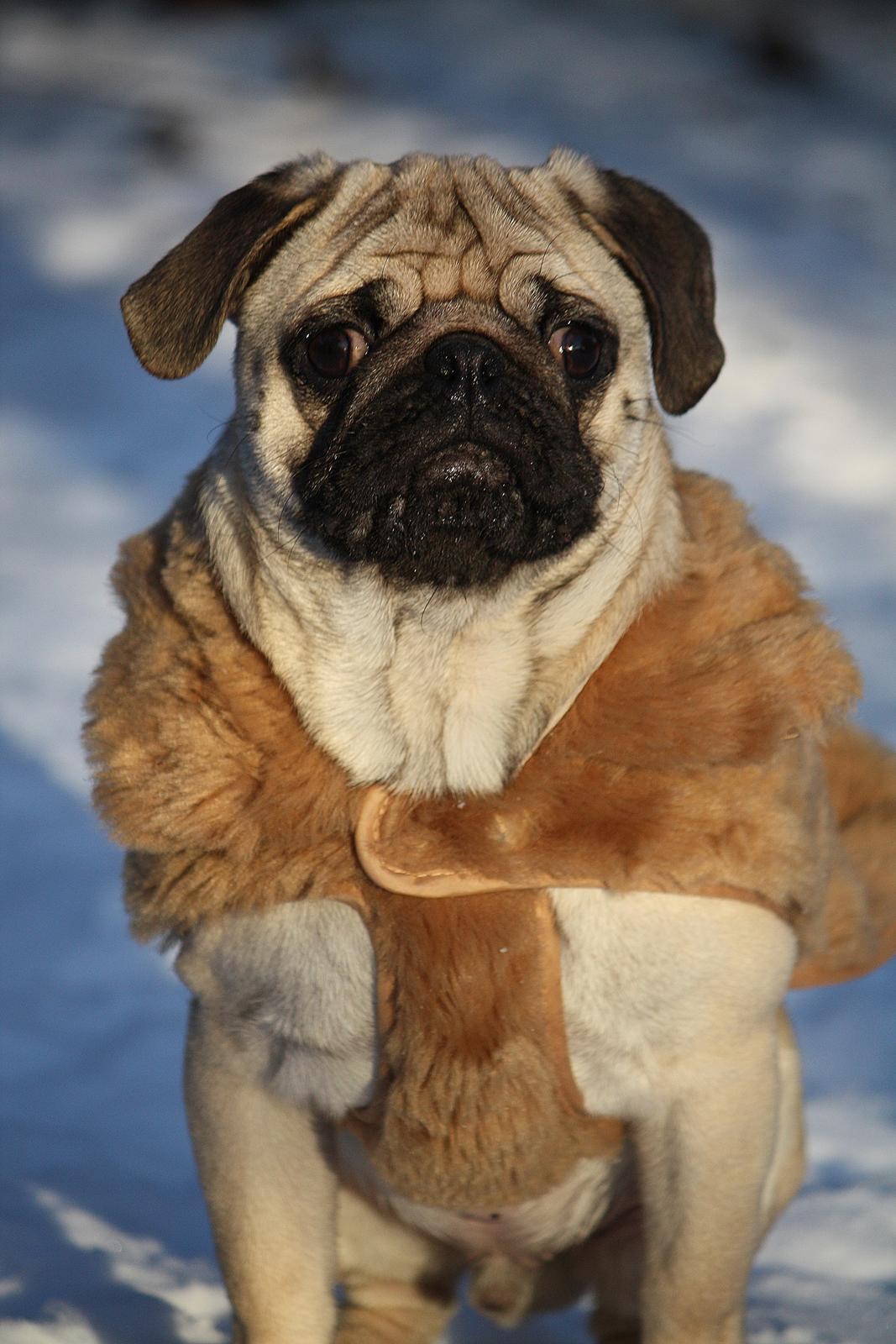 Mops Jobbe billede 37