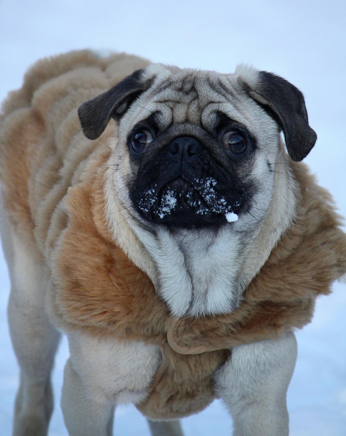 Mops Jobbe billede 32