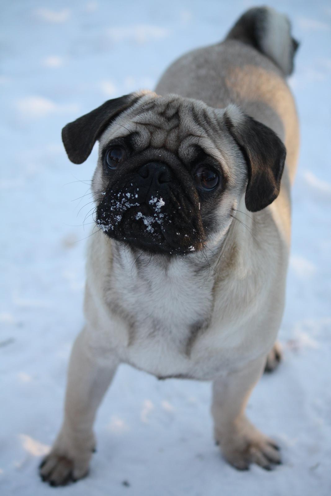 Mops Jobbe billede 1