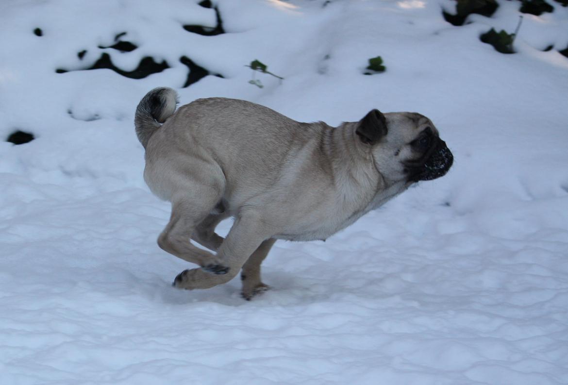 Mops Jobbe billede 43