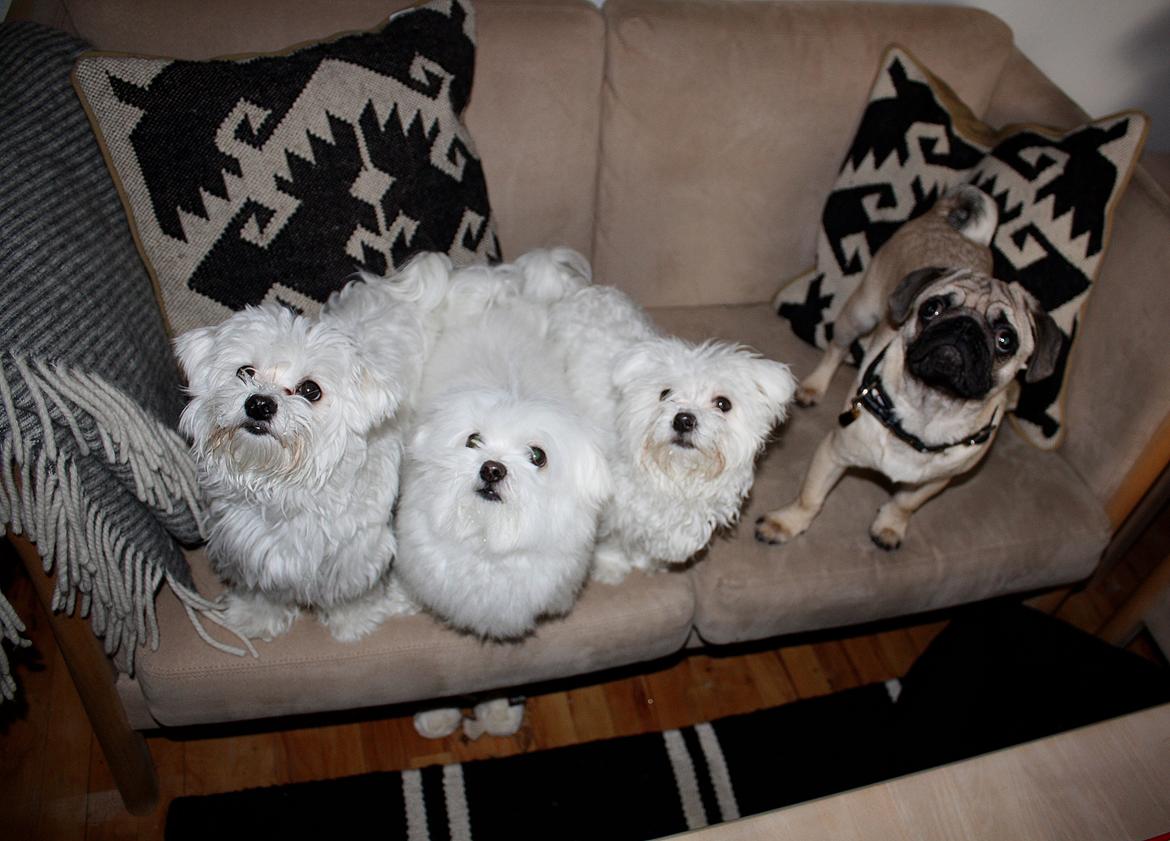 Mops Jobbe billede 39