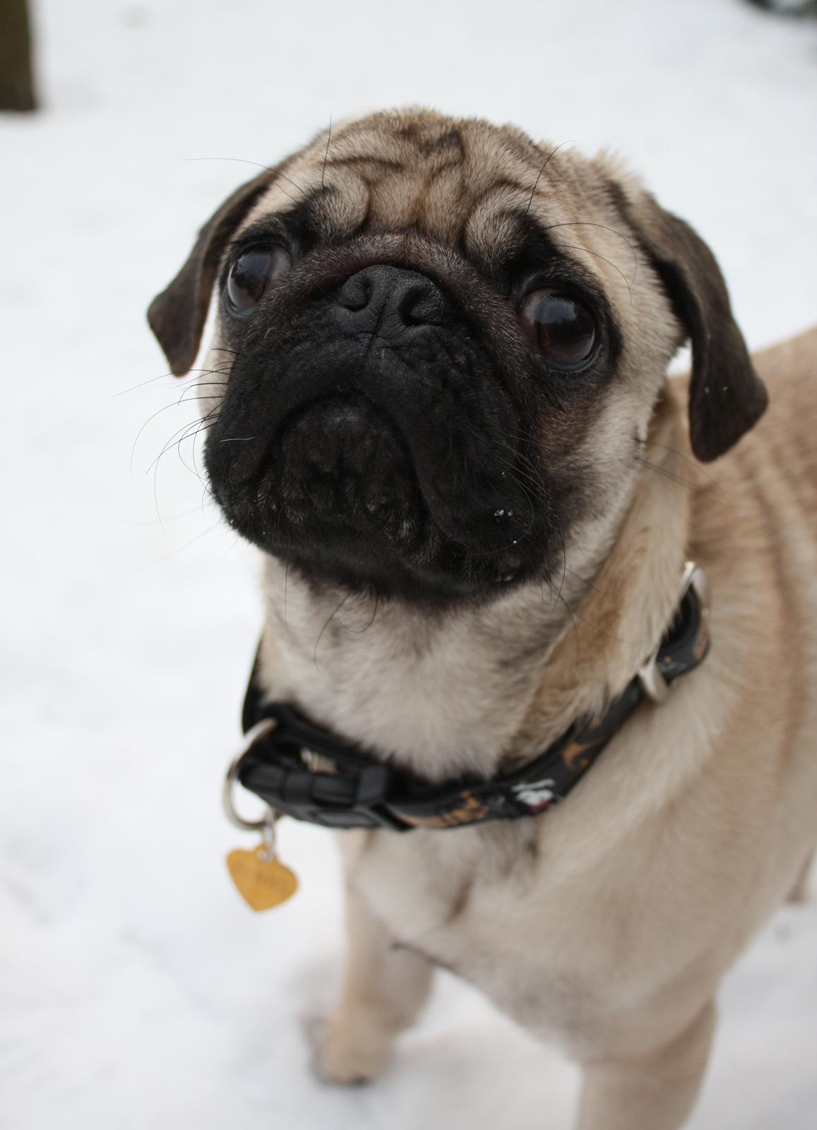 Mops Jobbe billede 38