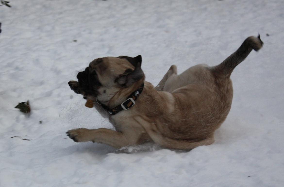 Mops Jobbe billede 44