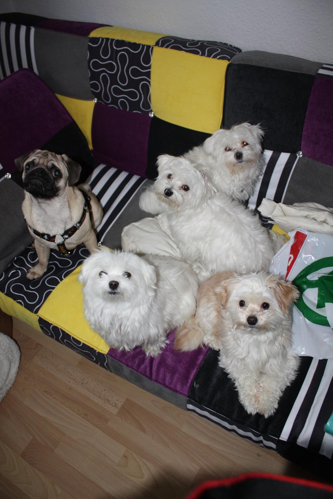 Mops Jobbe billede 45