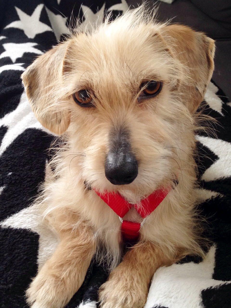 Blanding af racer Irma billede 1