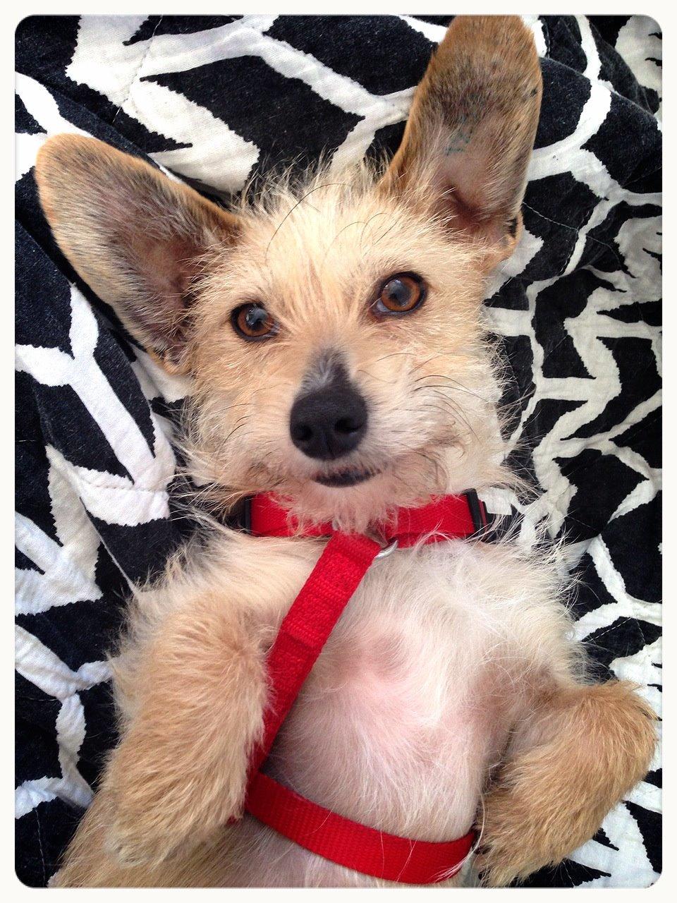 Blanding af racer Irma billede 2