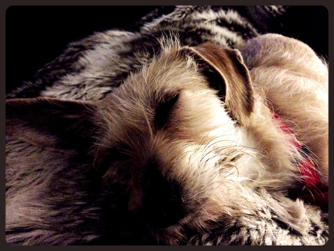 Blanding af racer Irma billede 3