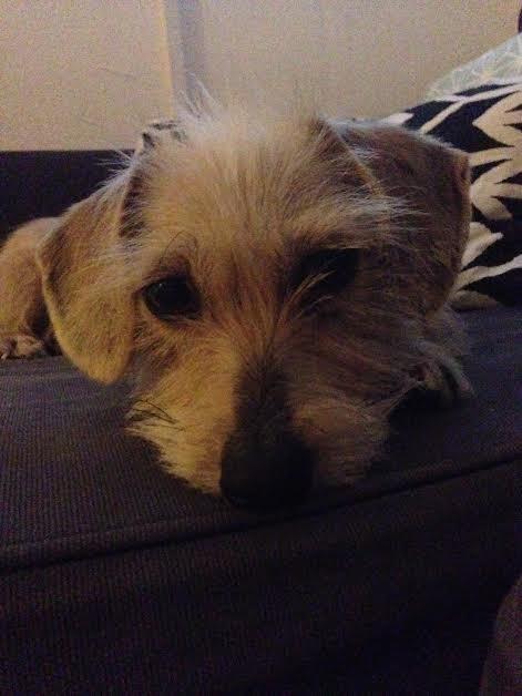 Blanding af racer Irma billede 4