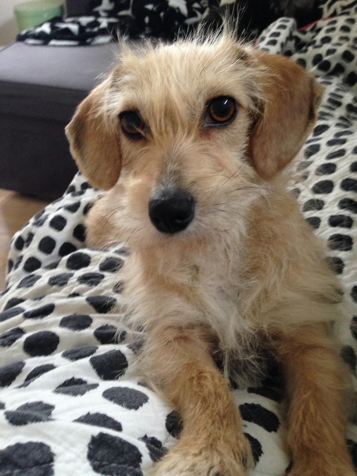 Blanding af racer Irma billede 5