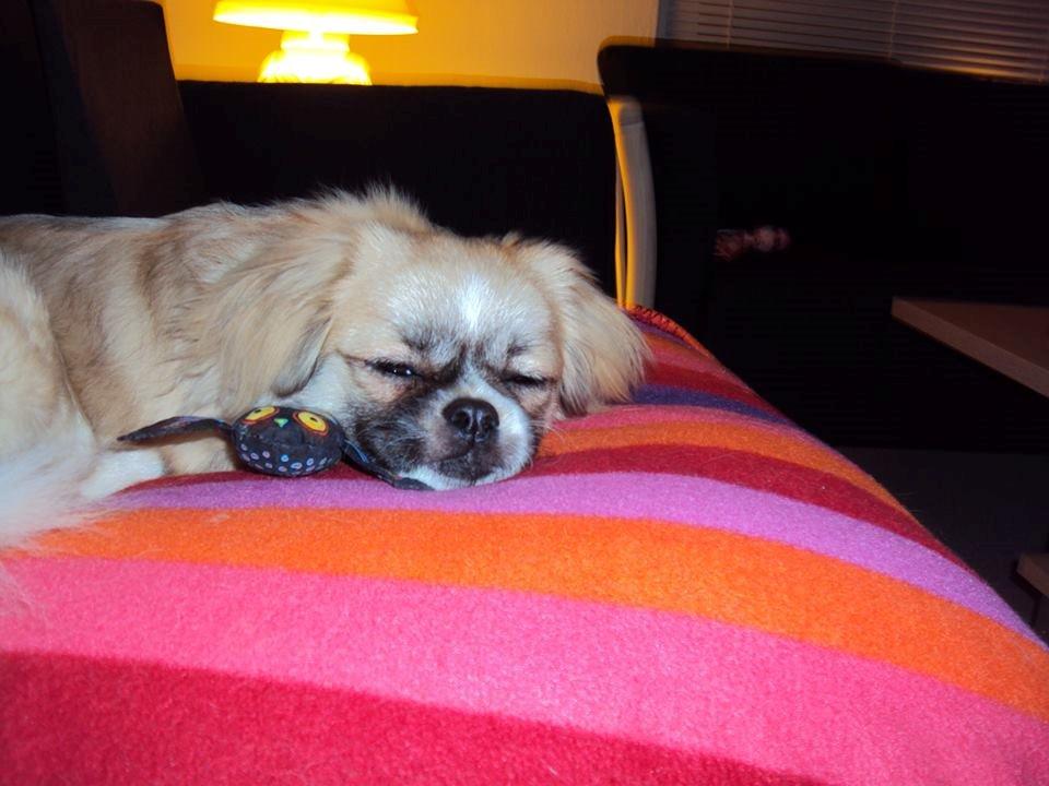 Tibetansk spaniel Gudrun  ("Sarchris Dina"- DKK stambog: billede 11