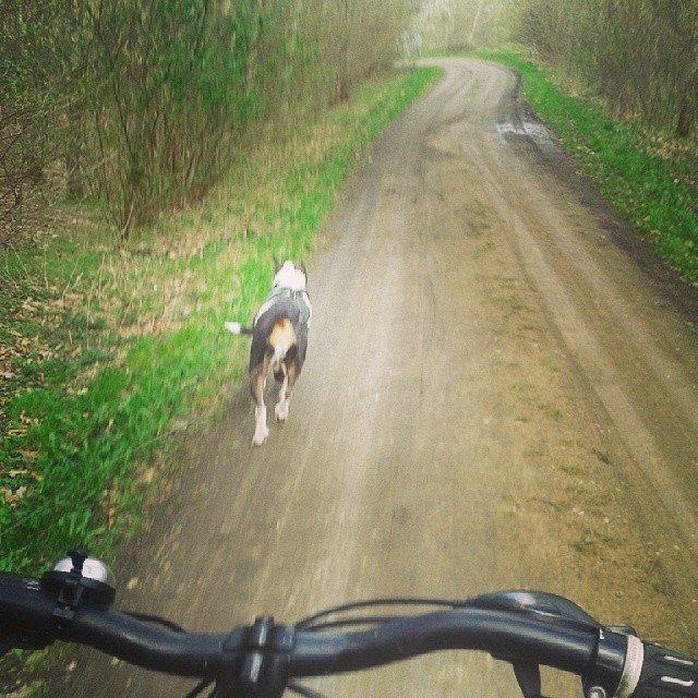 Blanding af racer blue - 09 04 14   her er min gammel blue 9år gammel men stadig frisk og klar på 8km cykeltur billede 5