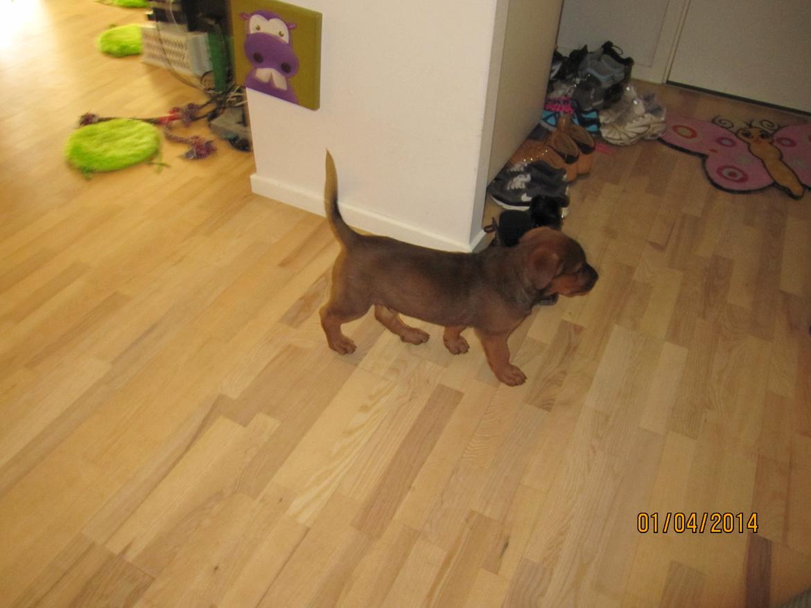 Blanding af racer ArNold<3 billede 32