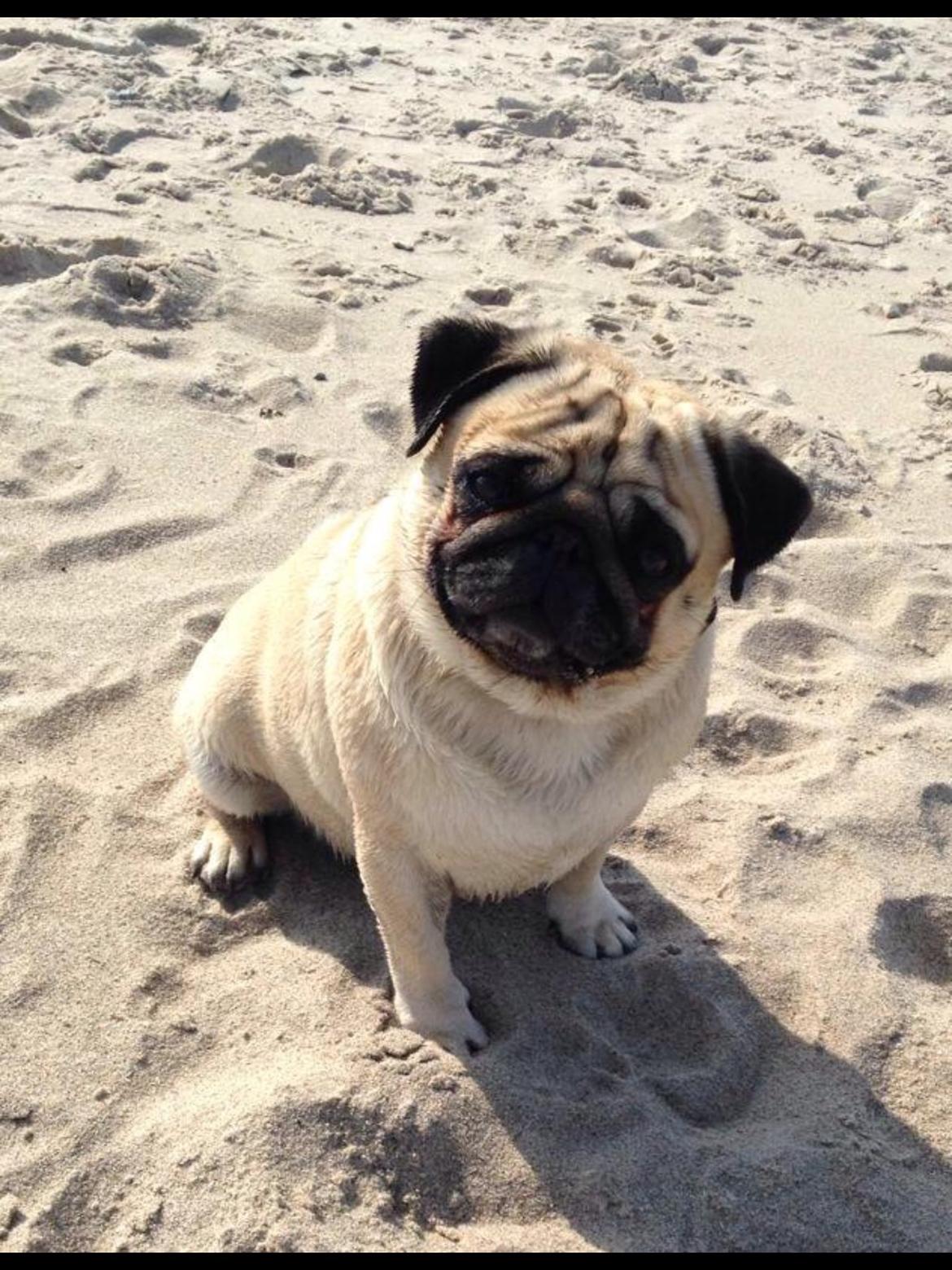 Mops Ludvig billede 13