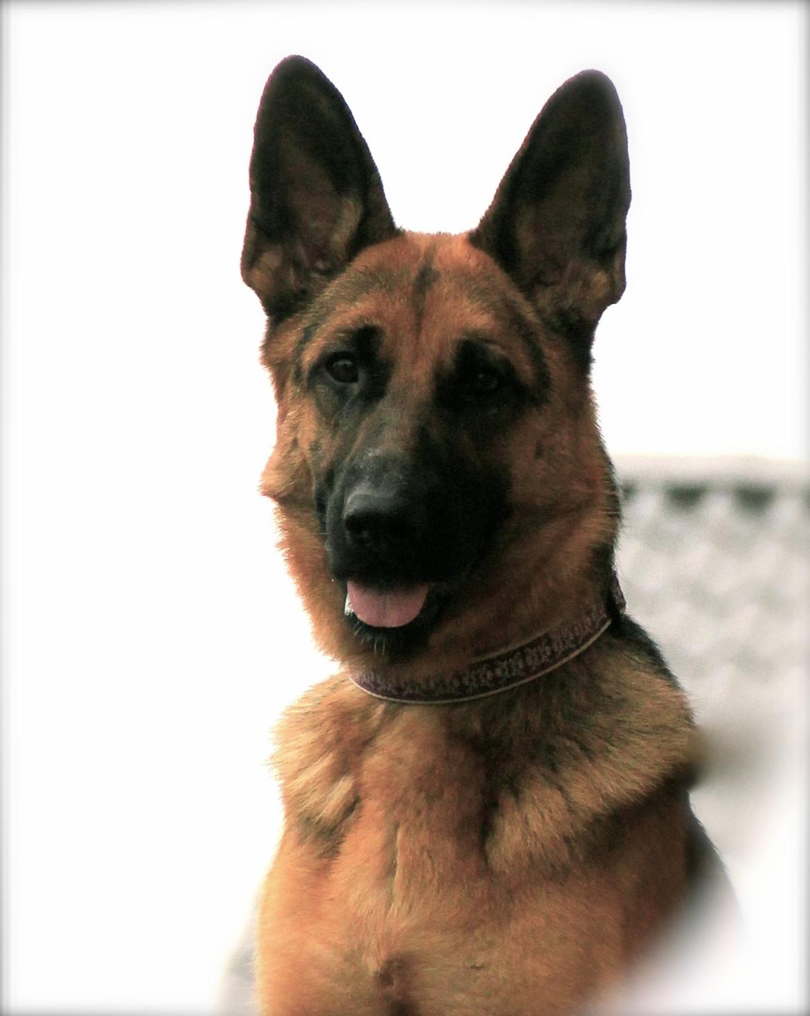 Schæferhund Aixa's Daisy Crazy billede 6