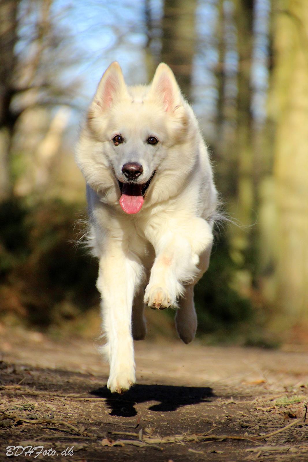 Hvid schæfer Niki billede 6