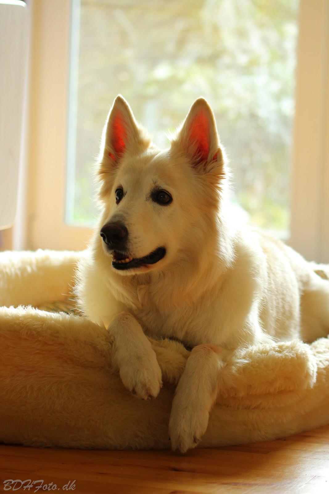 Hvid schæfer Niki billede 8