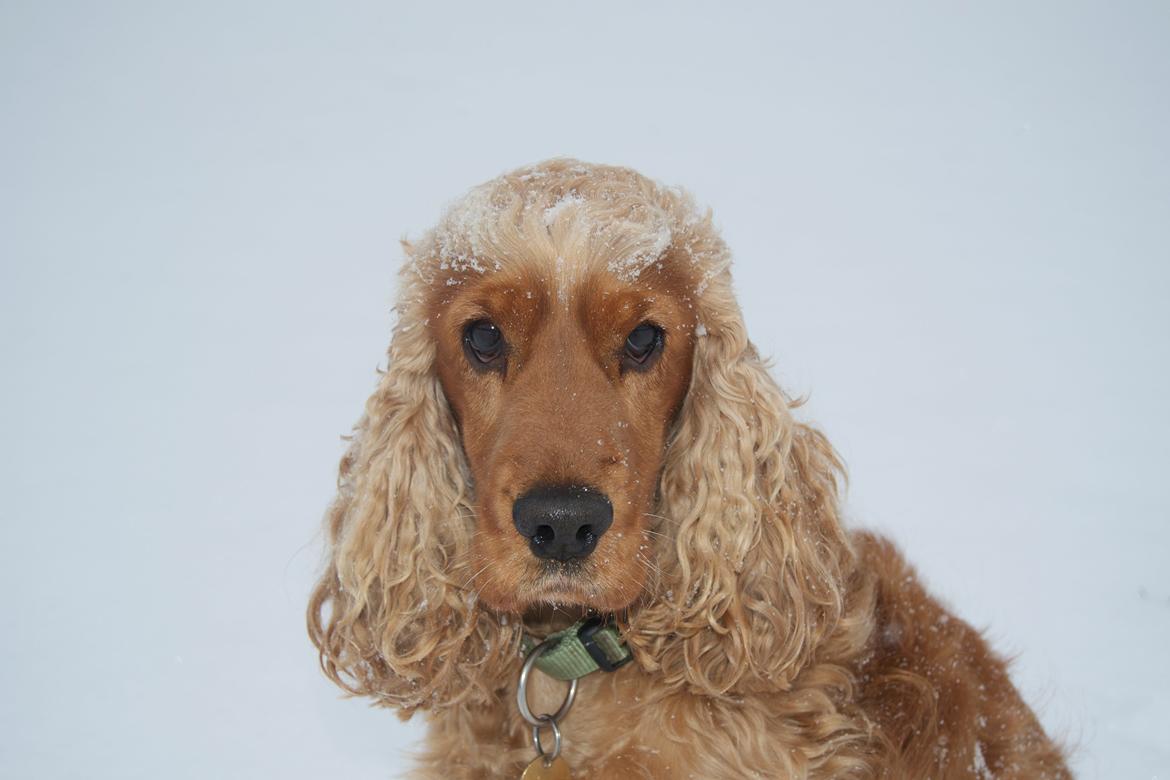 Cocker spaniel Diesel billede 10