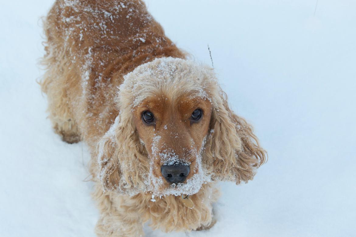 Cocker spaniel Diesel billede 11