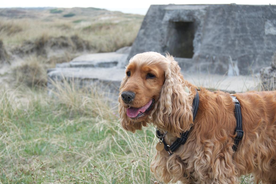 Cocker spaniel Diesel billede 4