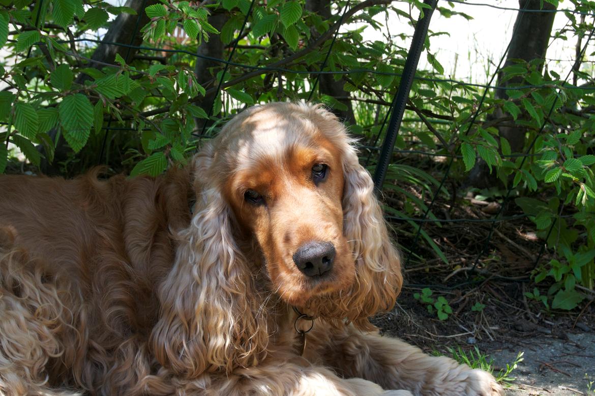Cocker spaniel Diesel billede 2