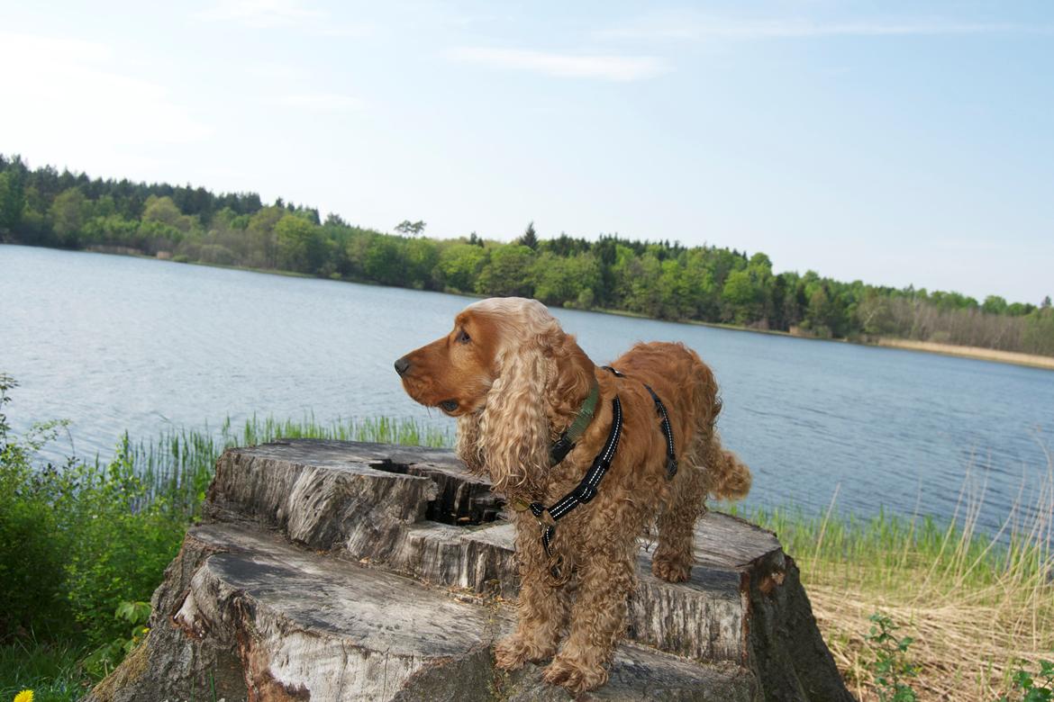 Cocker spaniel Diesel billede 6
