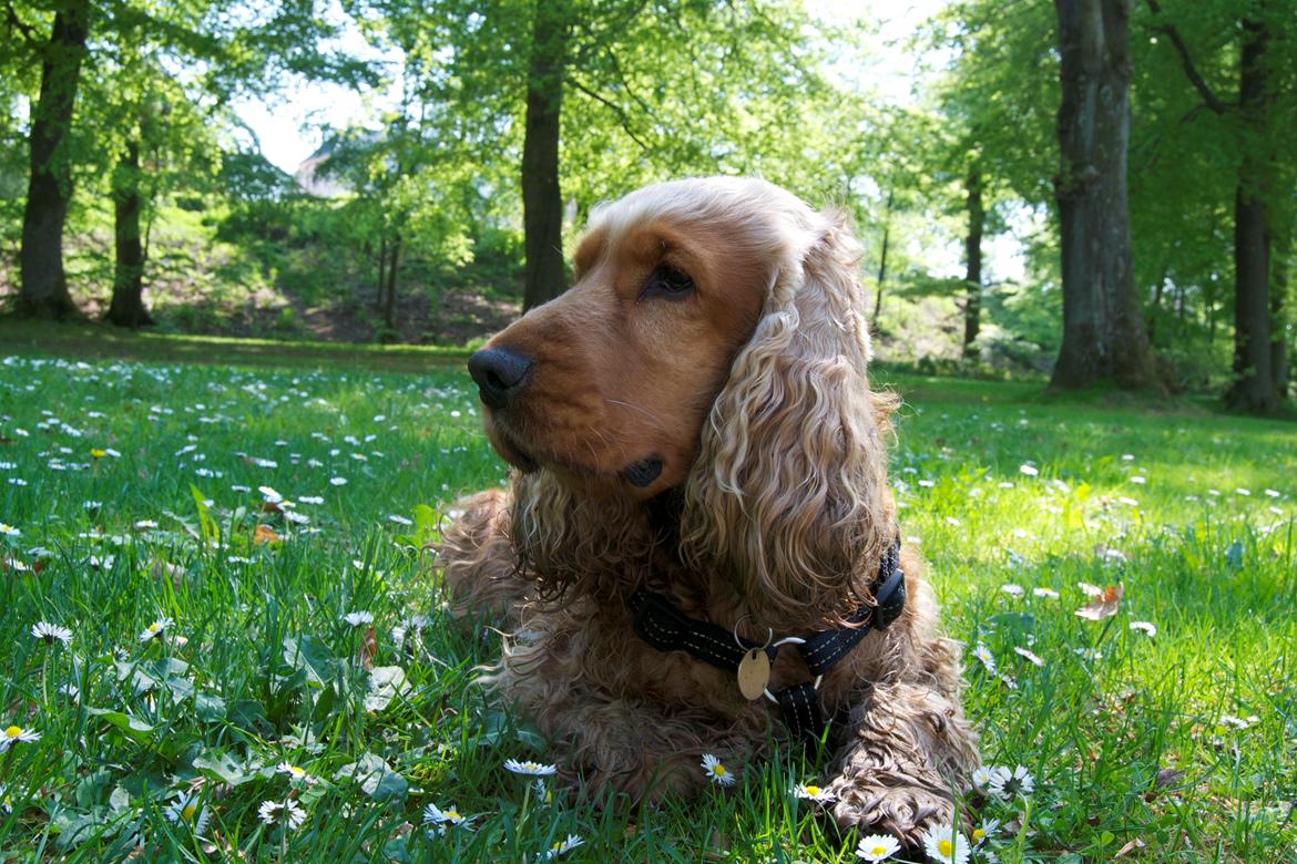 Cocker spaniel Diesel billede 1