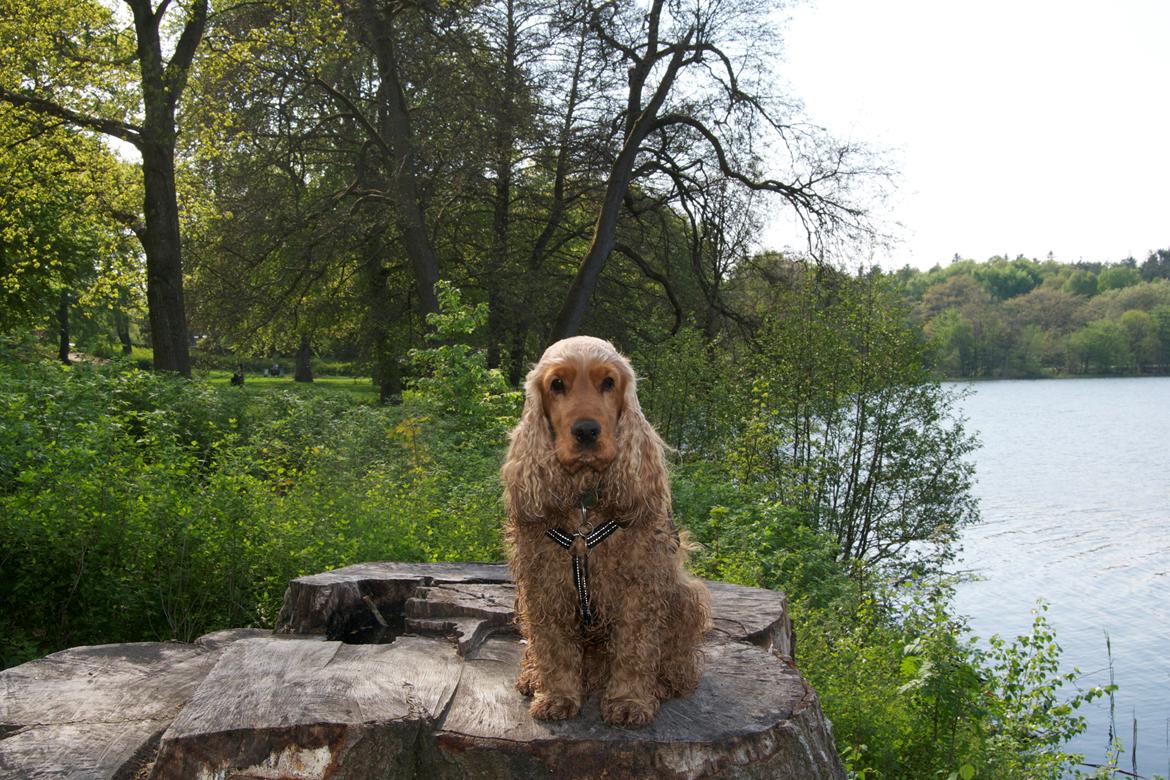 Cocker spaniel Diesel billede 5