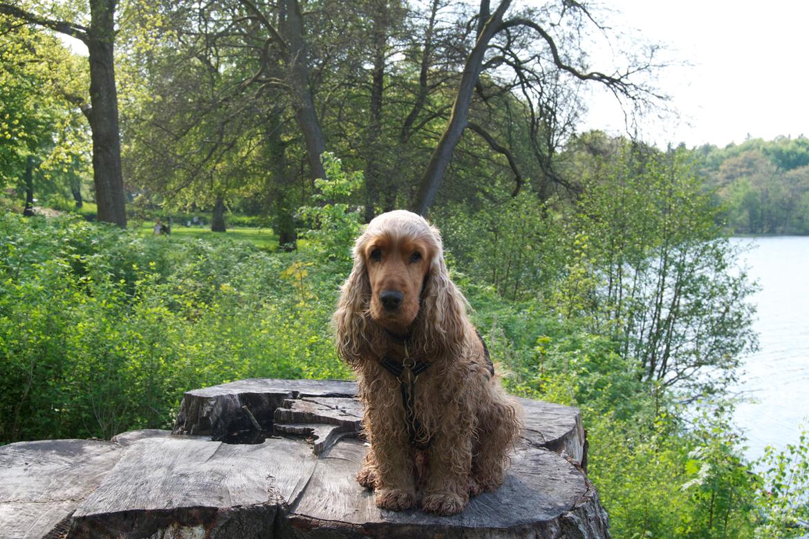 Cocker spaniel Diesel billede 7