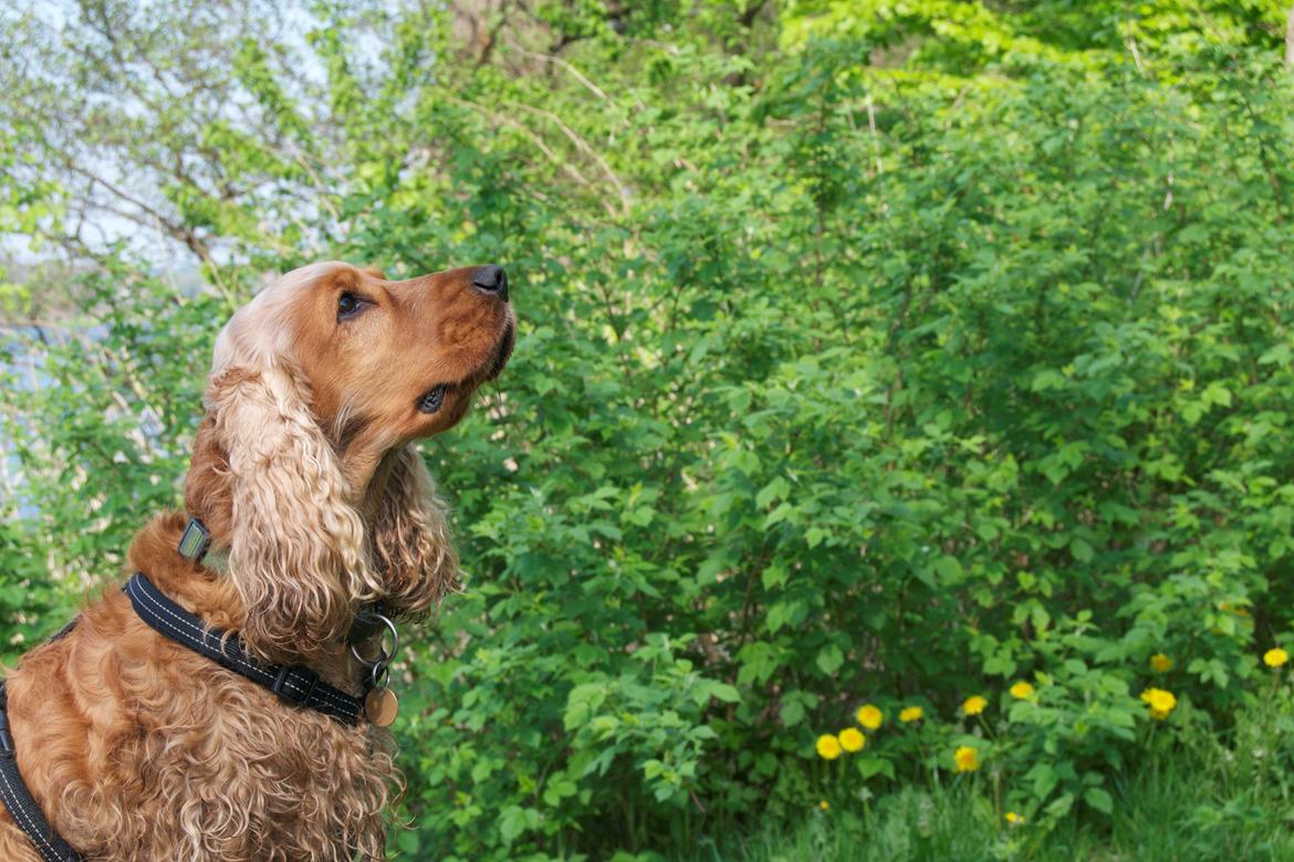 Cocker spaniel Diesel billede 3