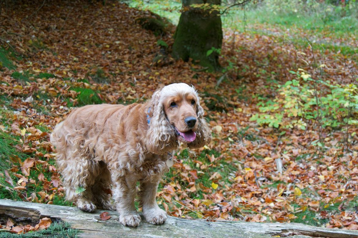 Cocker spaniel Diesel billede 8
