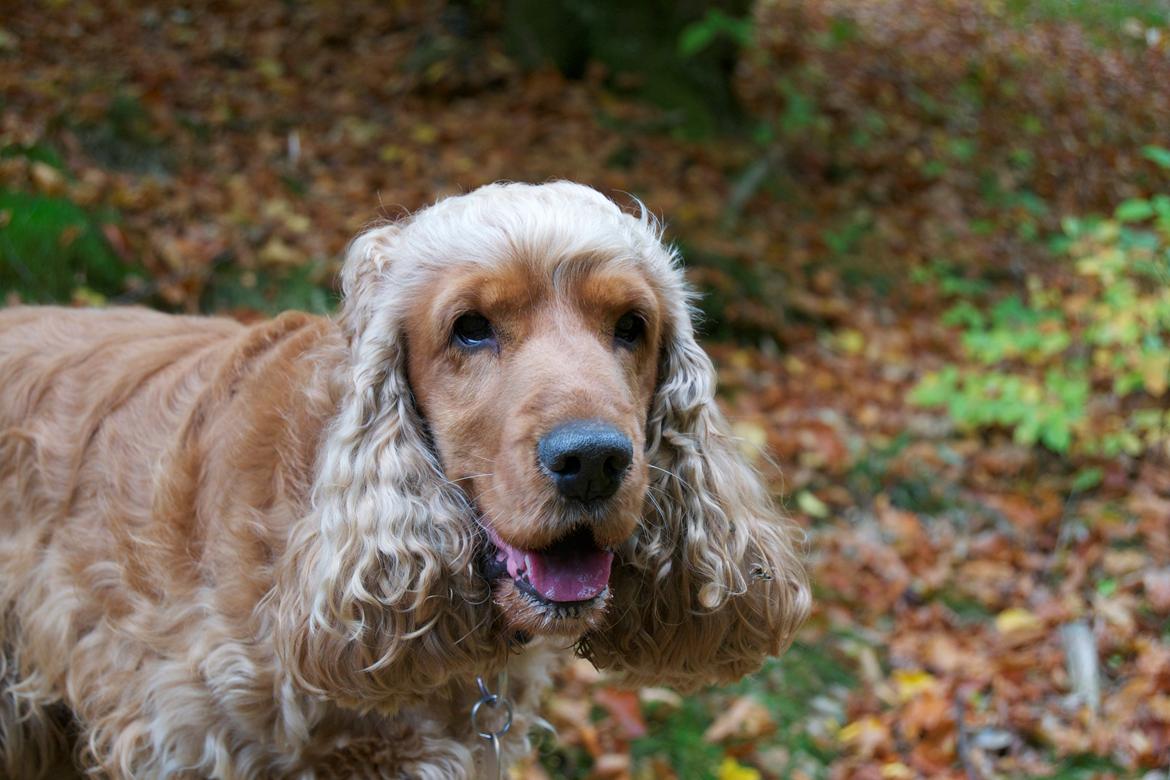 Cocker spaniel Diesel billede 9