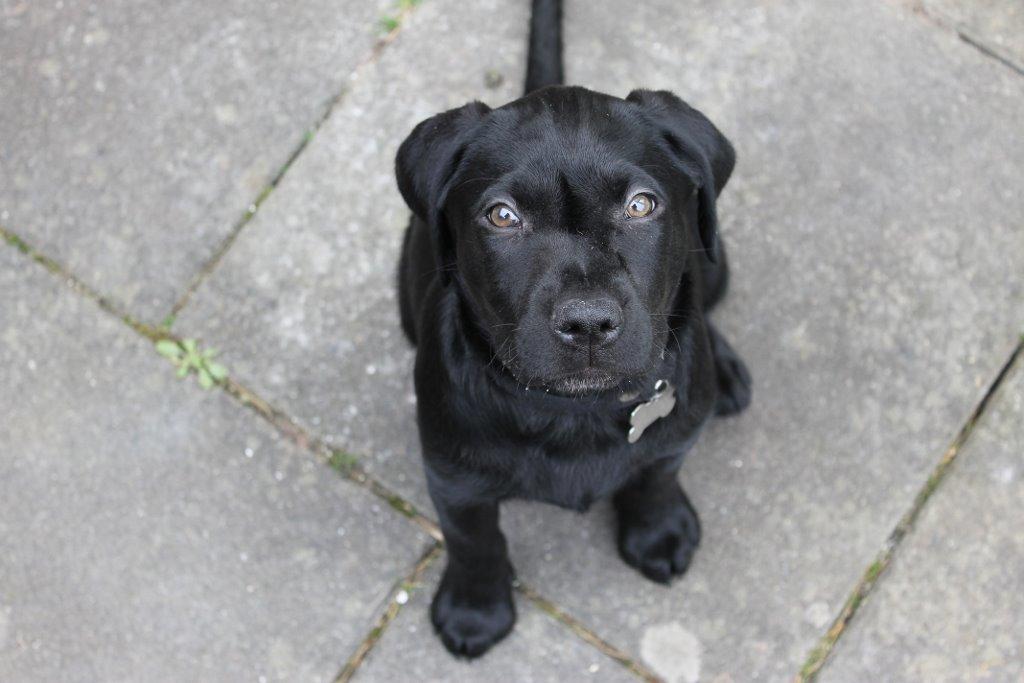 Labrador retriever Obelix billede 27