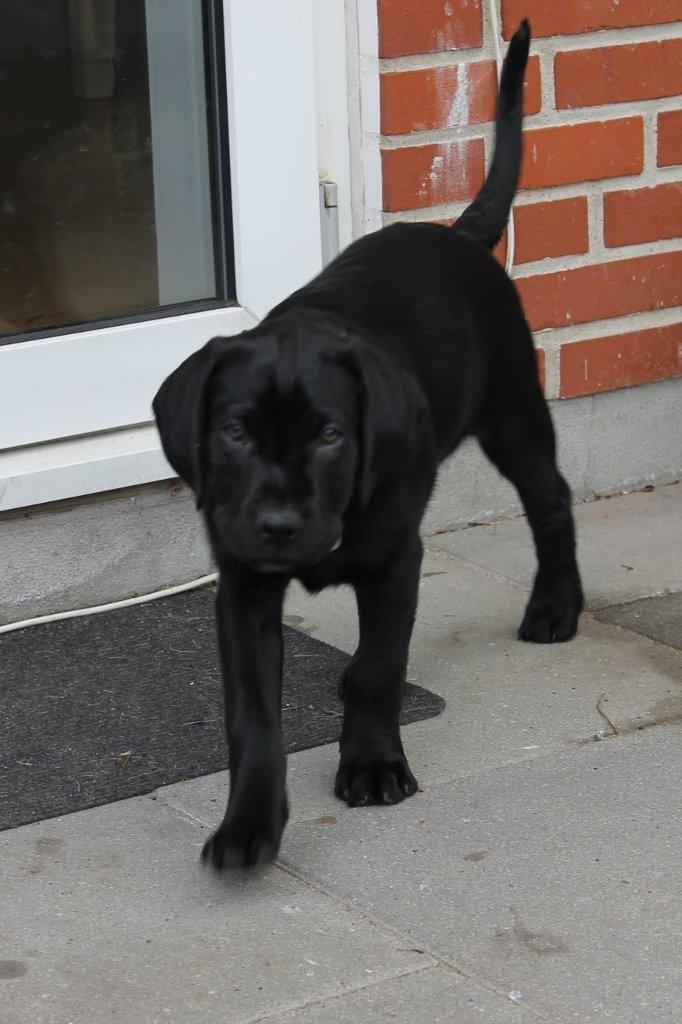 Labrador retriever Obelix billede 28