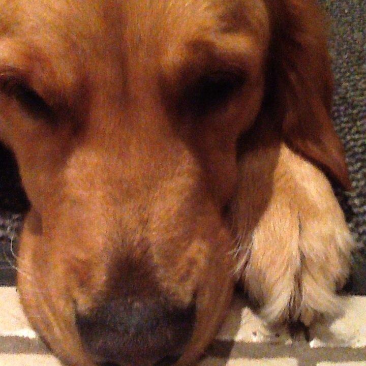 Golden retriever Bella billede 1