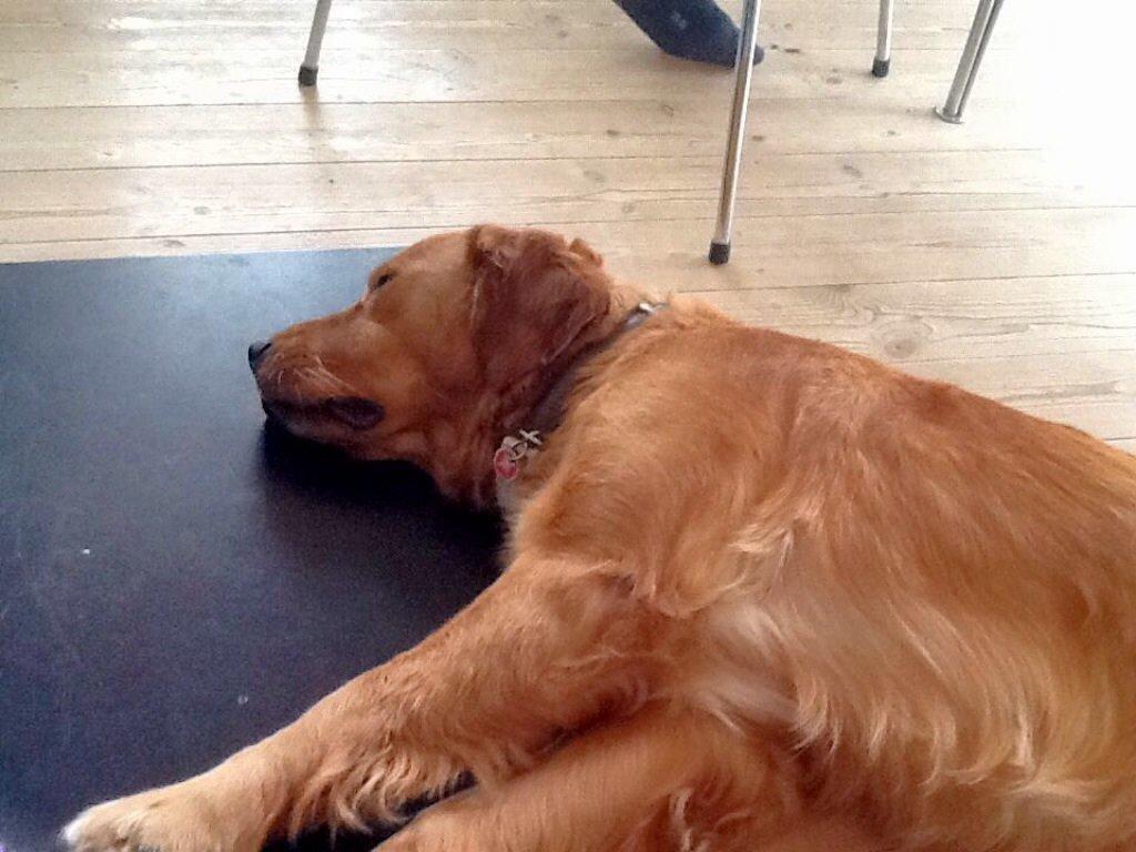 Golden retriever Bella billede 2