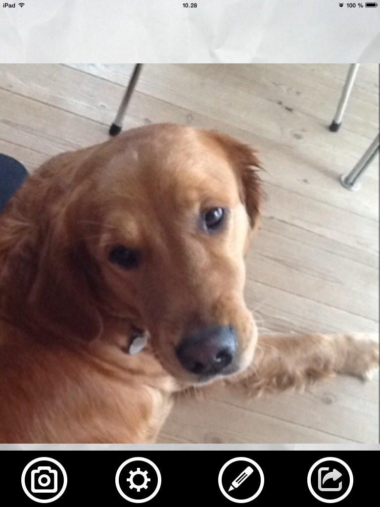 Golden retriever Bella billede 3