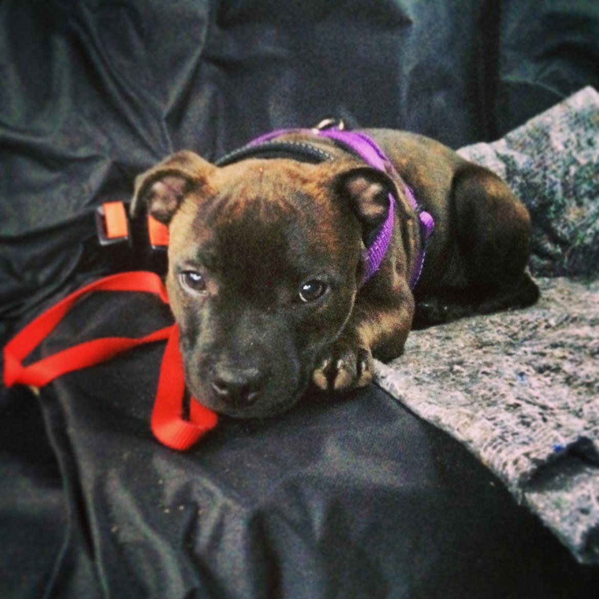 Staffordshire bull terrier Amazingstaffs Impressive X - Charlie billede 11