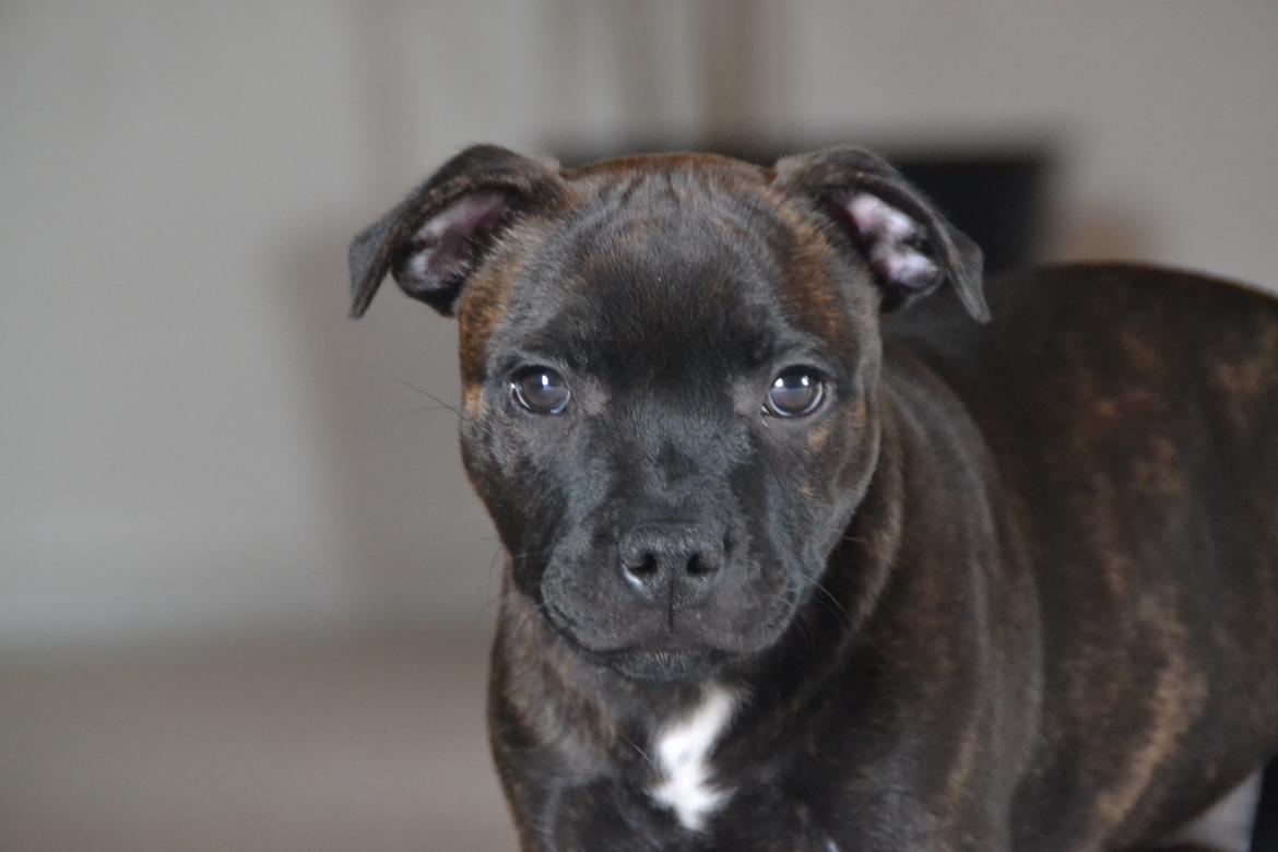 Staffordshire bull terrier Amazingstaffs Impressive X - Charlie billede 12
