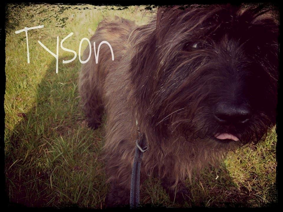 Cairn terrier Tyson (passerhund) - velkommen til min profil  billede 1