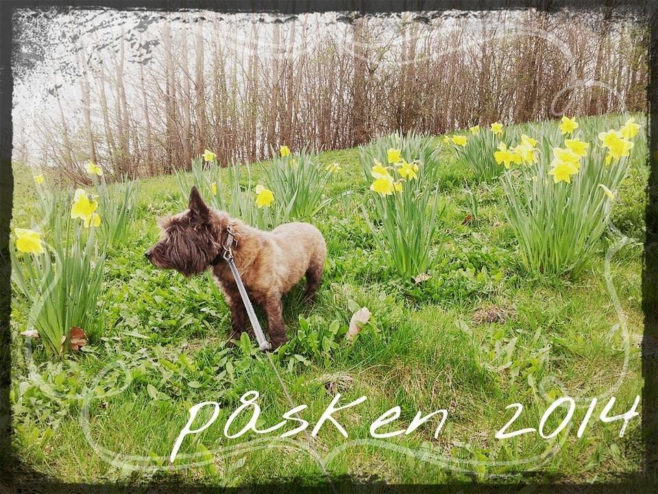 Cairn terrier Tyson (passerhund) - et påskebilled billede 4