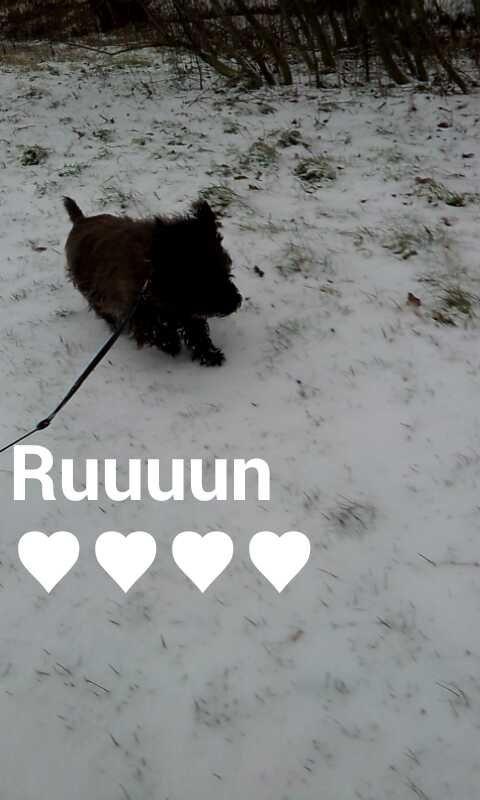 Cairn terrier Tyson (passerhund) - hihi en sød screenshot fra vinters <3 billede 3