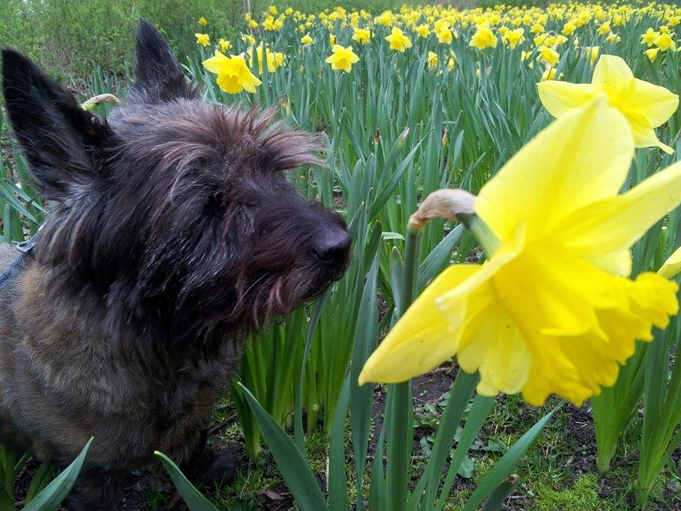 Cairn terrier Tyson (passerhund) - endnu et påskebilled billede 5