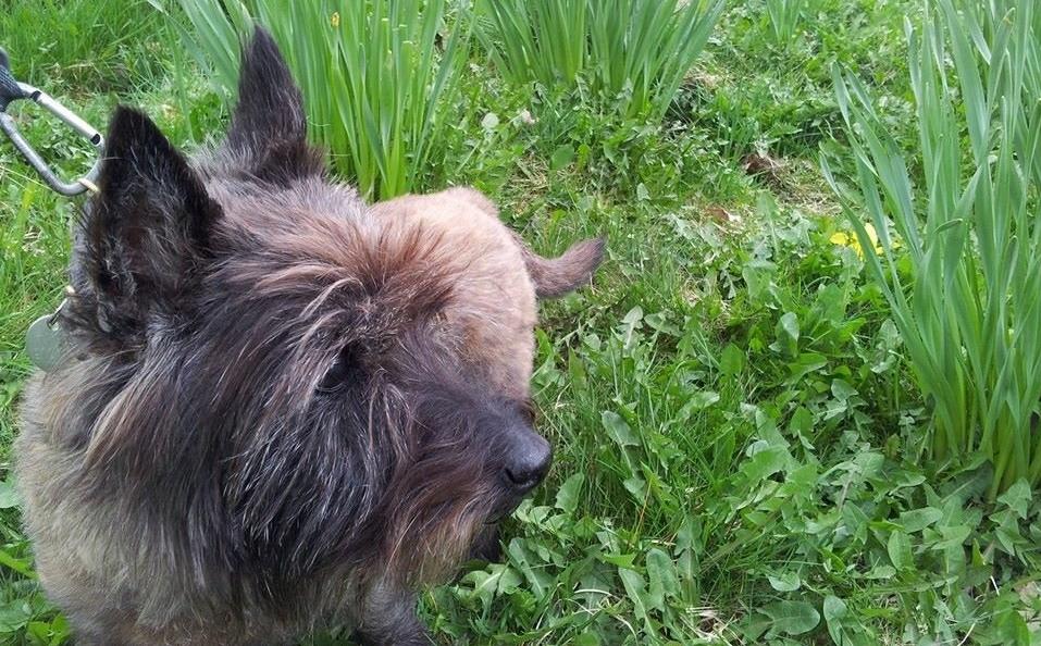 Cairn terrier Tyson (passerhund) - dejlige bassemand <3 billede 6