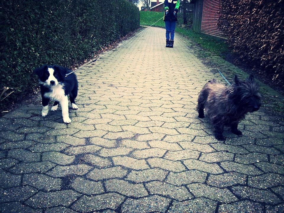 Cairn terrier Tyson (passerhund) - Tyson og min egen hund ;) billede 7